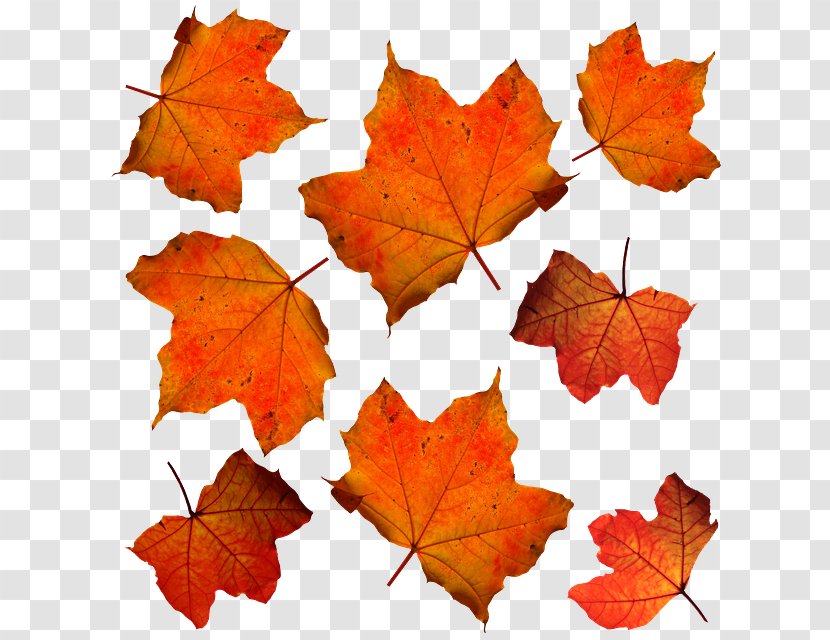 Autumn Leaf Color Maple Orange - Deciduous Transparent PNG