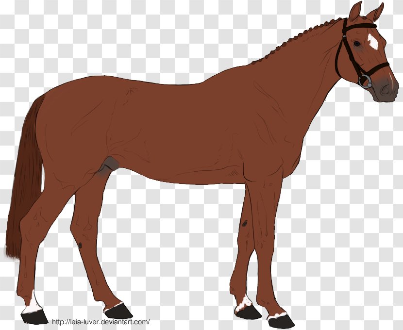 Mule Horse Many Things Photography Rein Pony - Halter Transparent PNG