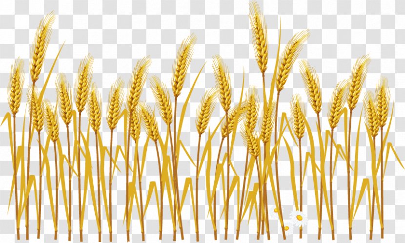 Common Wheat Cereal Ear Illustration - Avena - Cartoon Harvest Transparent PNG