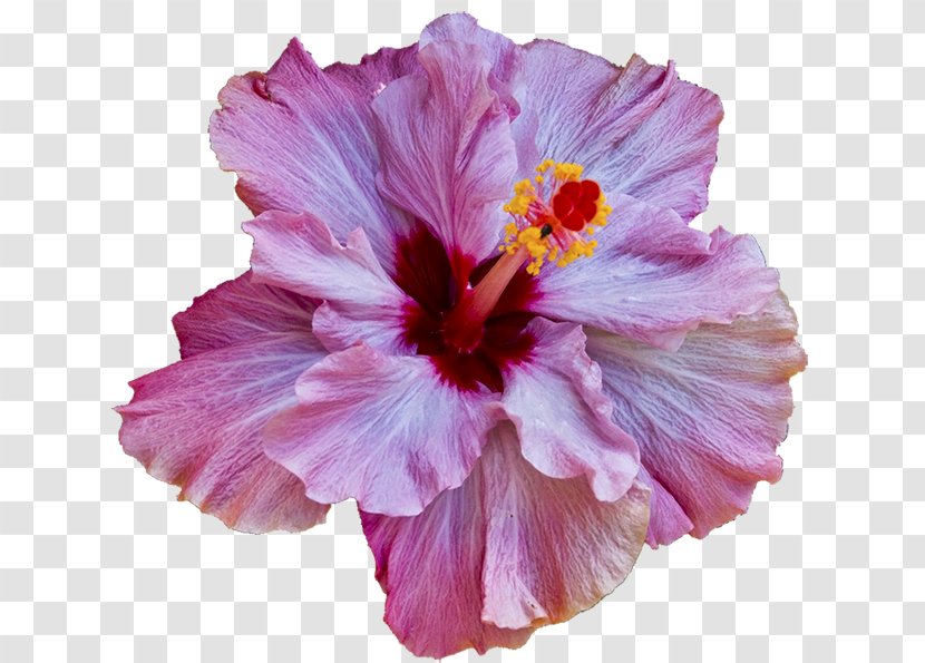 Shoeblackplant Pink Flowers Light - Wreath - Flower Transparent PNG