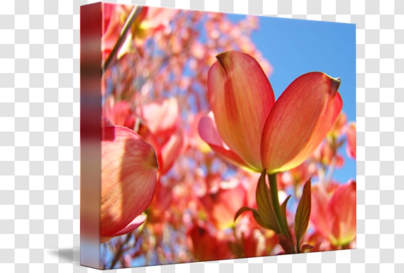 Tulip Flowering Dogwood Printmaking Printing Transparent PNG