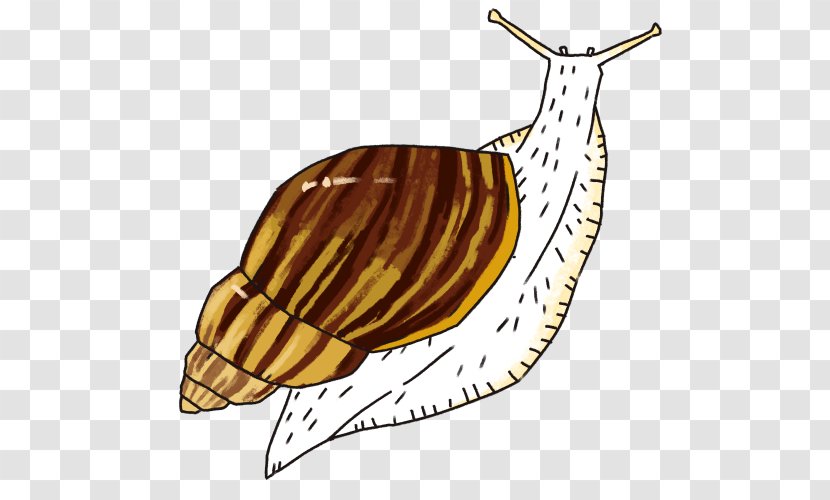 Snail Slug Food Terrestrial Animal Clip Art - Organism - Giant African Transparent PNG