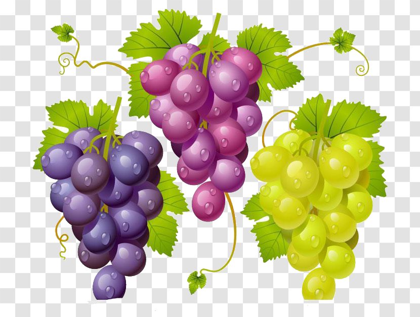 Kyoho Wine Grape Drawing - Vine Transparent PNG