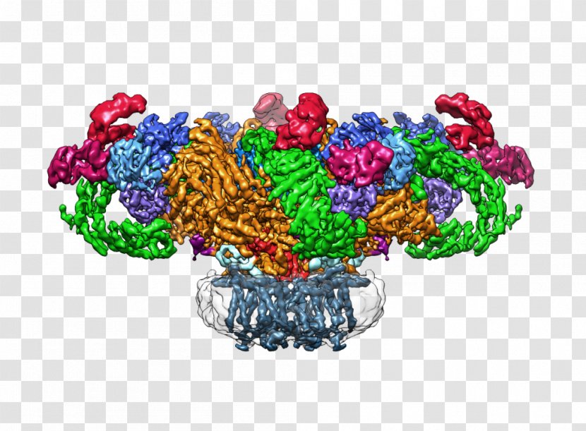 Max Planck Institute Of Molecular Physiology Ryanodine Receptor Cryogenic Electron Microscopy Membrane Protein Structure Transparent PNG