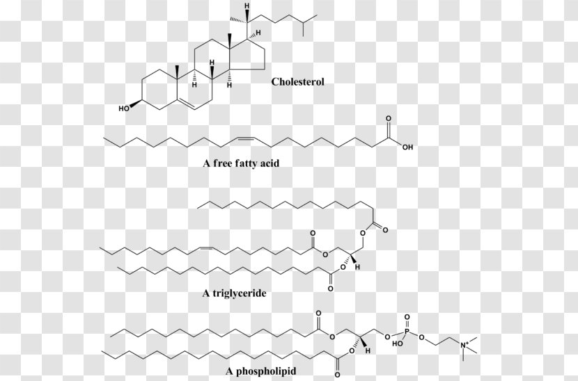 Phospholipid Biochemistry Structure Fatty Acid - Watercolor - Flower Transparent PNG