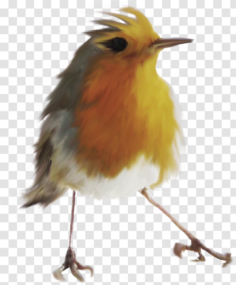 Bird European Robin Feather Beak - Fluffy Birds Transparent PNG