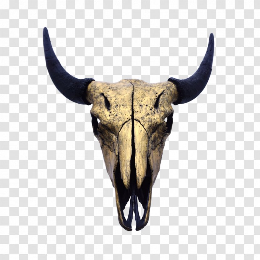Skull Bison Cattle Bone Montrail - Mammal - Gold Bar Decorated Transparent PNG