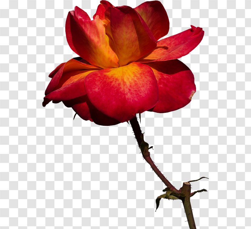 Garden Roses Cut Flowers Bud Plant Stem - Magenta - Rose Transparent PNG