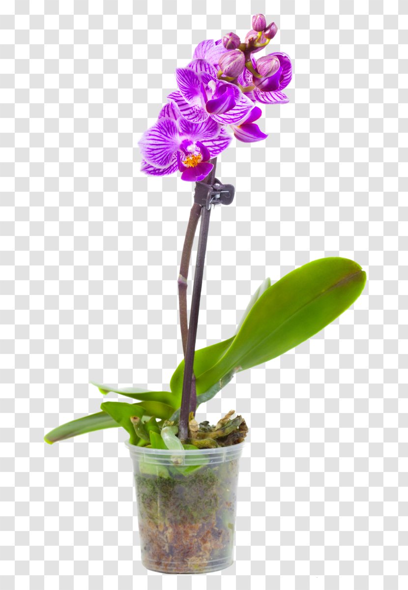 Moth Orchids Flowerpot Photography White - Royalty Payment - Flower Transparent PNG