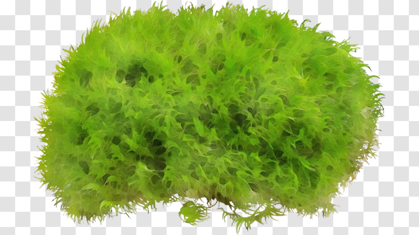 Grass Green Plant Leaf Thuya Transparent PNG