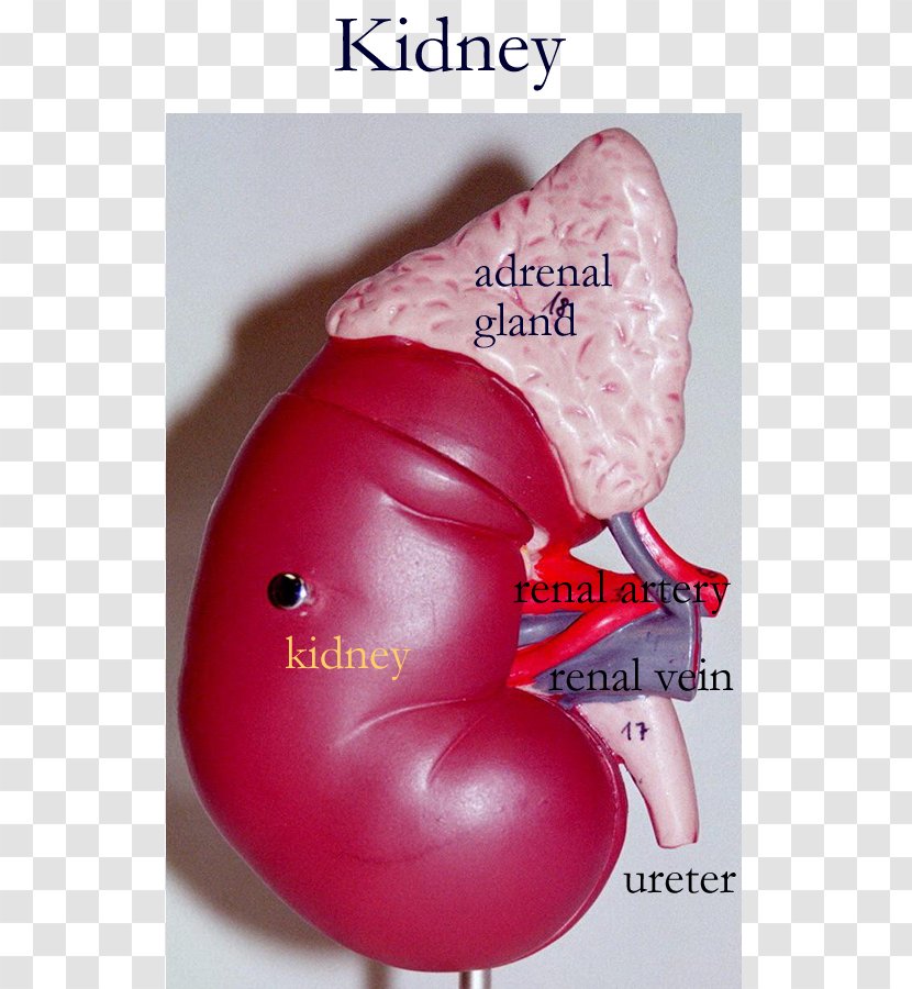 Kidney Circulatory System Anatomy Blood Renal Pelvis - Cartoon Transparent PNG