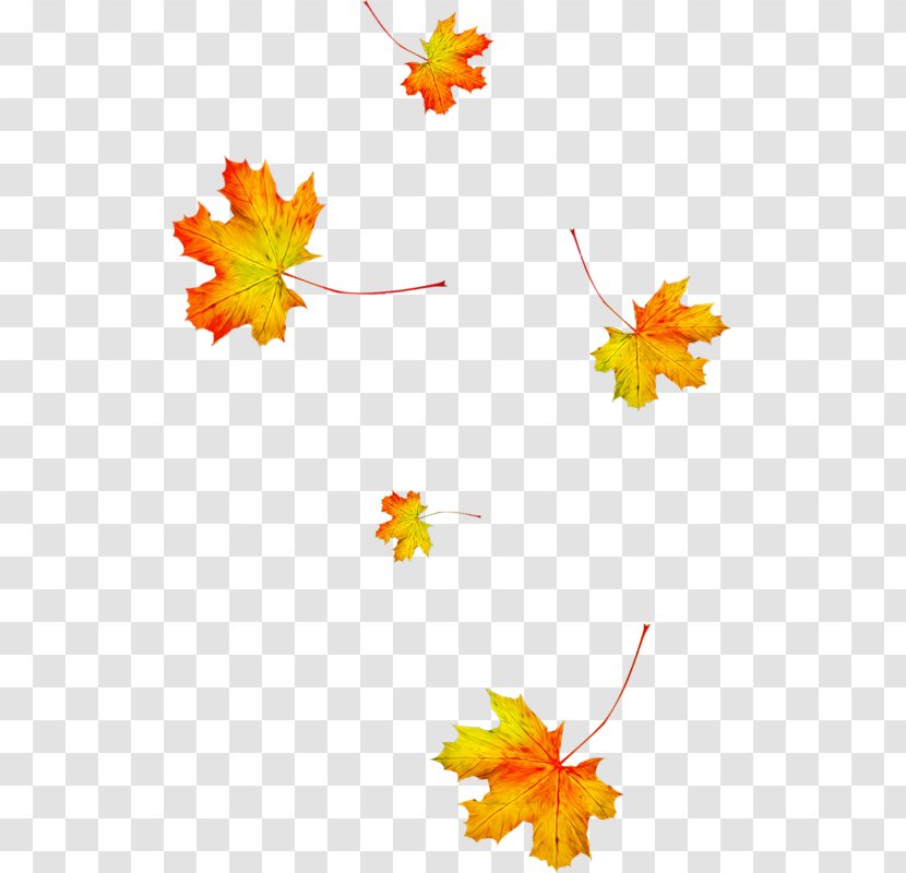 Autumn Leaves Animation Leaf Season - Drawing Transparent PNG