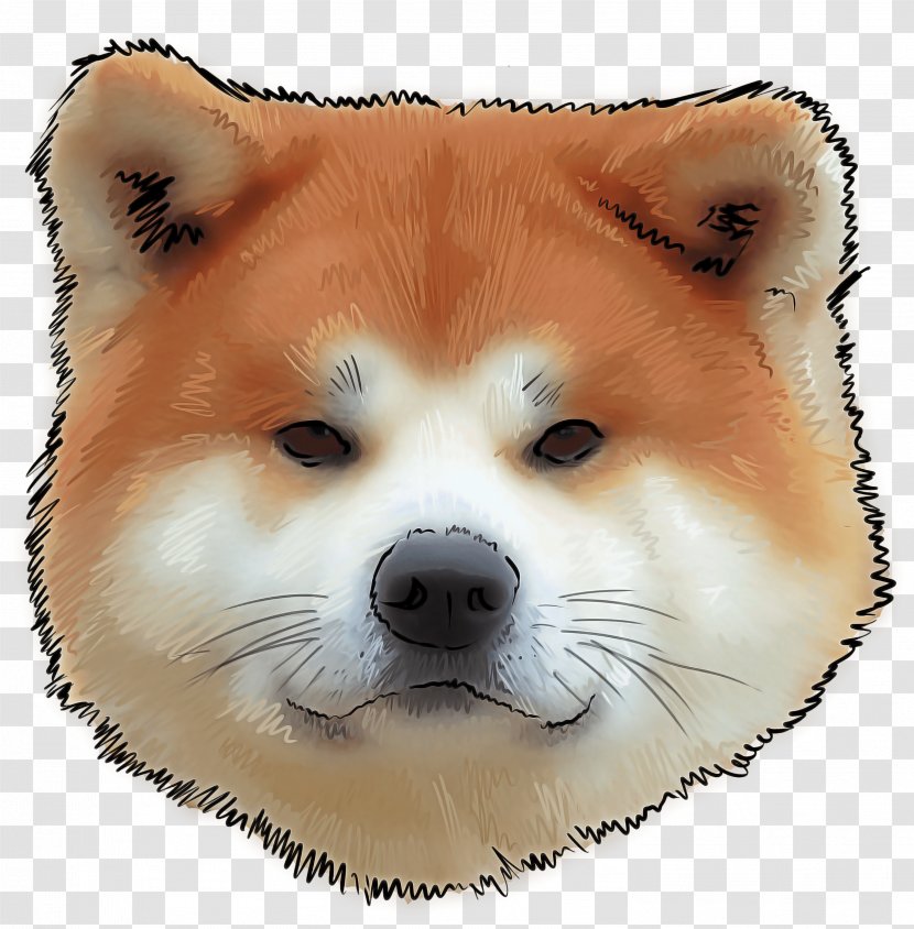 Dog Shiba Inu Akita Breed - Spitz Transparent PNG