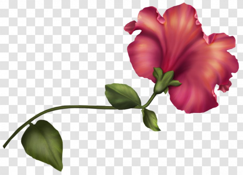 Flower Tulip Clip Art - Mallow Family - Botanical Transparent PNG