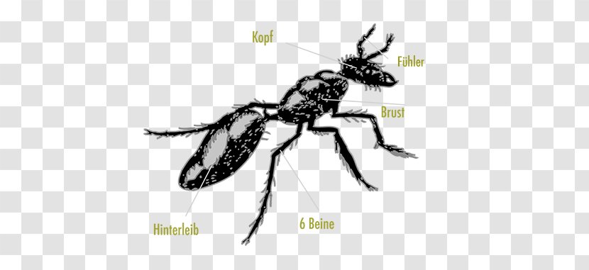 Ant Insect Clip Art Vector Graphics Openclipart - Black And White - Membrane Winged Transparent PNG