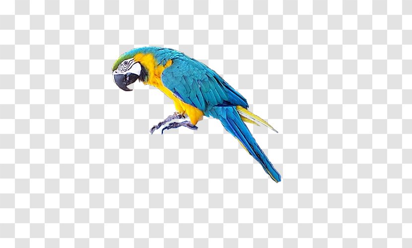 Parrot Bird Macaw Clip Art - Perico - Pirate Transparent PNG