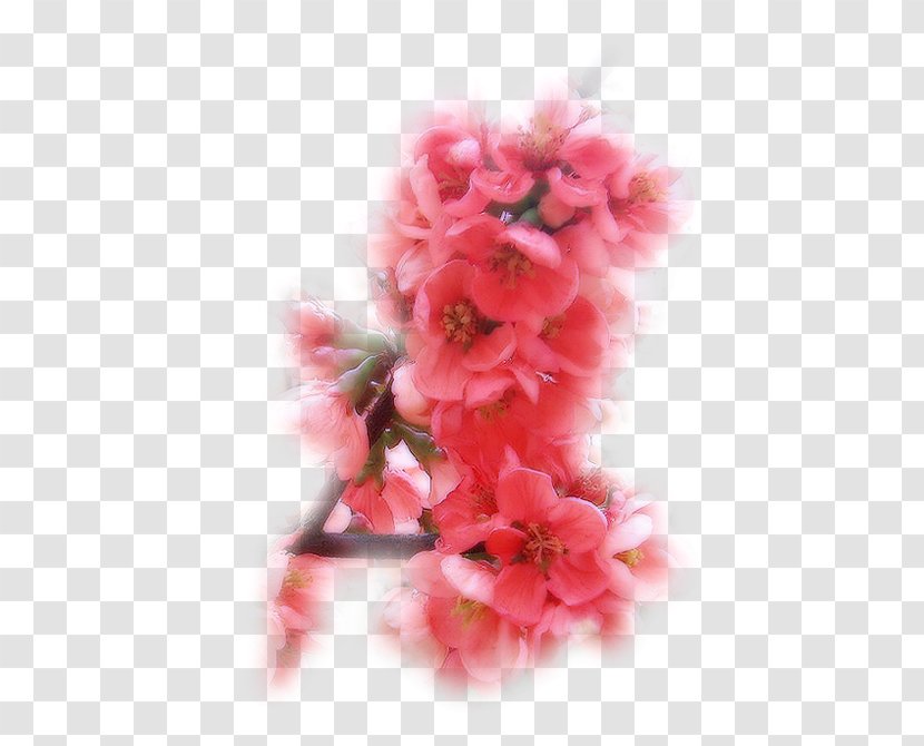 Photography Symbol - Rhododendron - Video Transparent PNG