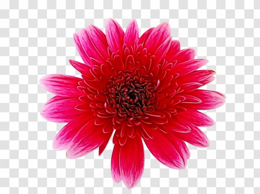 Red Watercolor Flowers - Rose - Dahlia Wildflower Transparent PNG