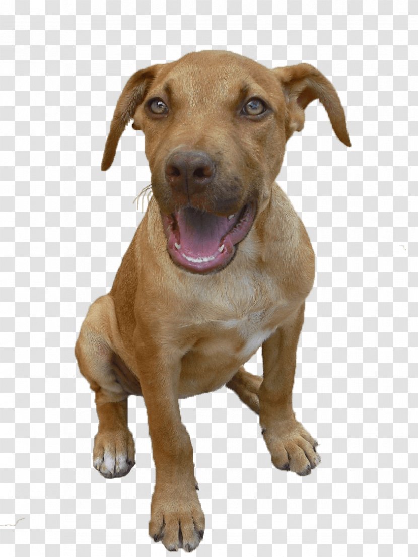 American Pit Bull Terrier Puppy Dog Breed Black Mouth Cur - Nose Transparent PNG