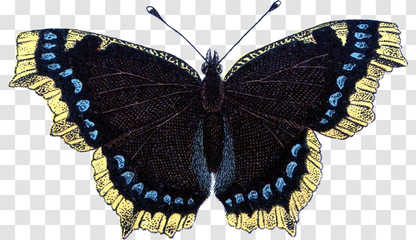 Butterfly Insect Clip Art - Brush Footed - Fairy Transparent PNG