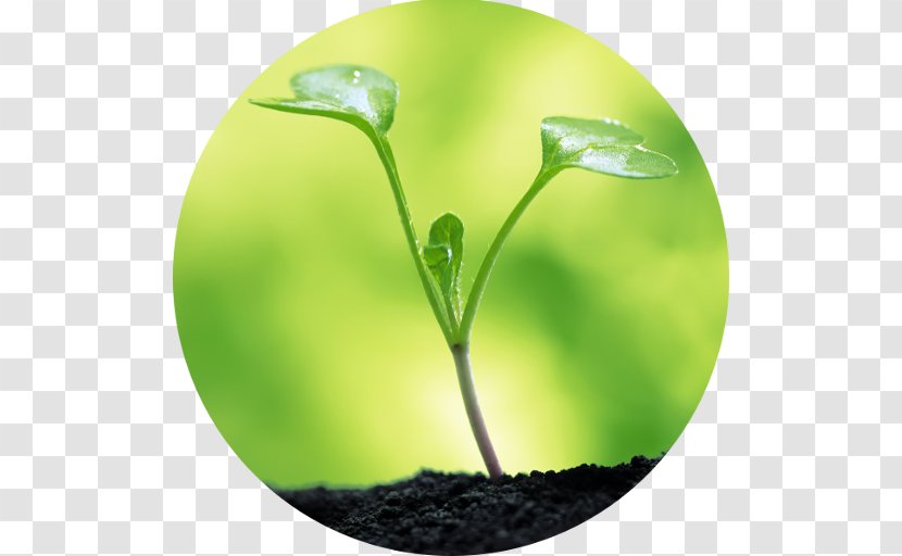 Water Soil Seed Clay Plant - Seawater - Oxygen Project Transparent PNG