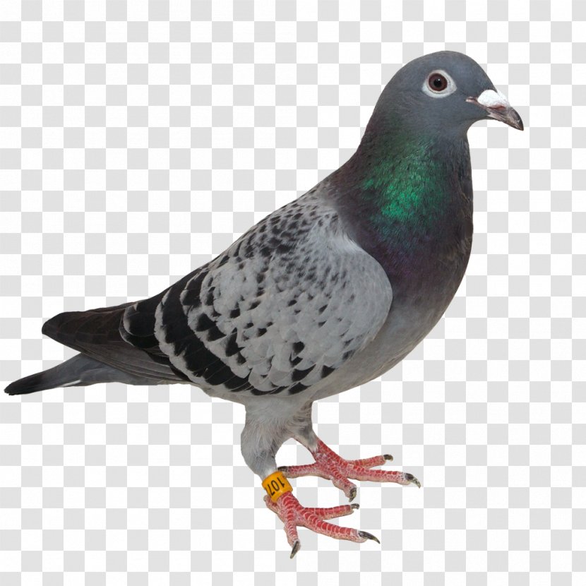 Stock Dove Subasta Pública Dir Auction - Beak - Pigeons And Doves Transparent PNG