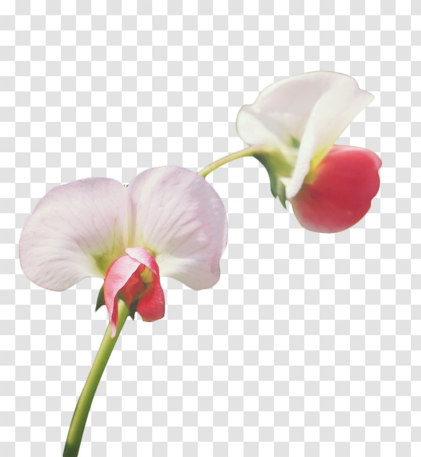 Pea Flower Angle - Moth Orchids - Flowers Corner Transparent PNG
