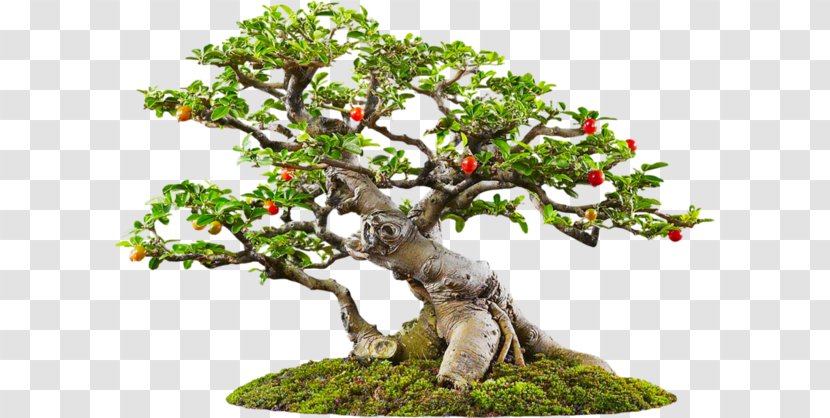 Tree Bonsai Icon - Sageretia Theezans - Dwarf Trees Transparent PNG