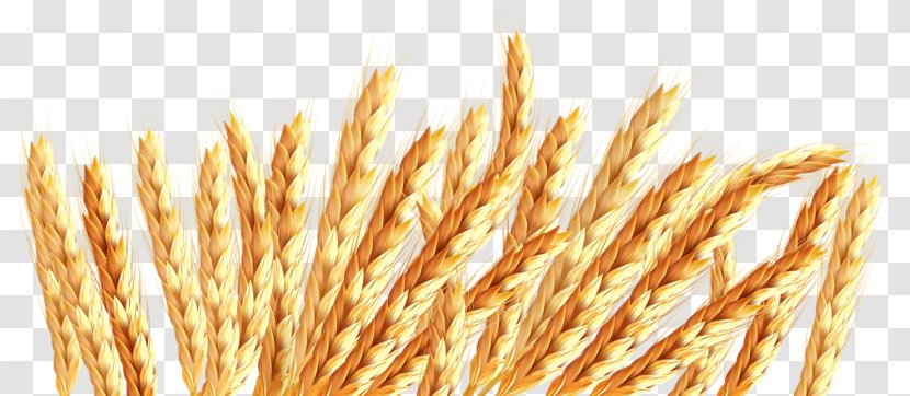 Oat Wheat Icon - Ear - Wind Shakes The Barley Transparent PNG