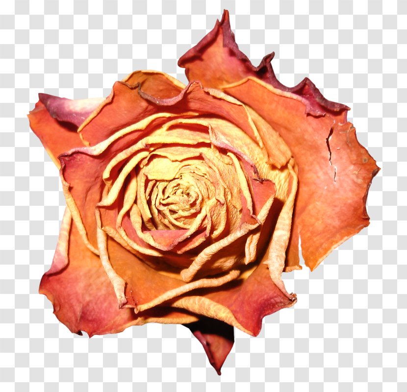 Garden Roses Petal Clip Art Flower Cabbage Rose Transparent PNG