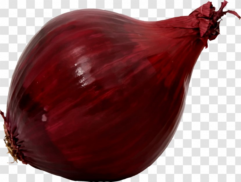 Shallot Red Onion Food Clip Art - Vegetable - Cabbage Transparent PNG