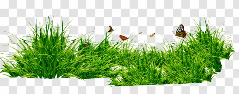 RAR Clip Art - Grass Family - And Butterflies Transparent PNG