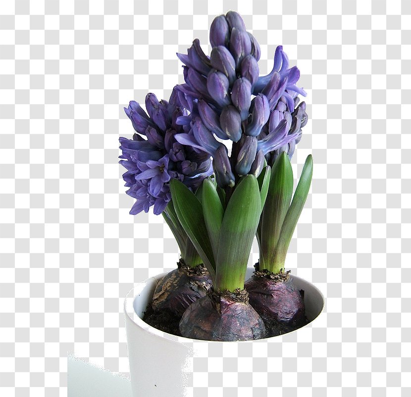 Spring Bulbs Growing Hyacinth Plant - In Containers - Bulb Transparent PNG