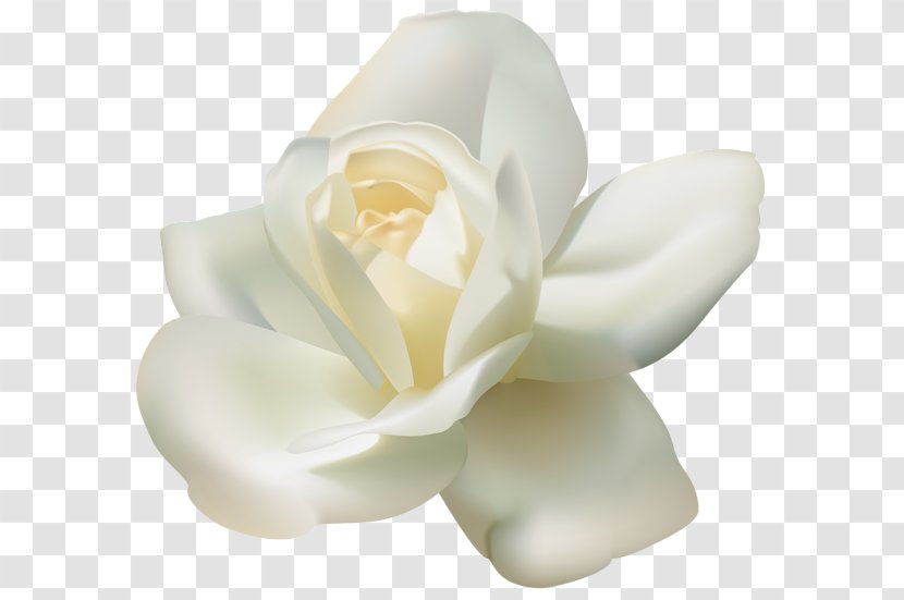Rose White Clip Art - Color Transparent PNG