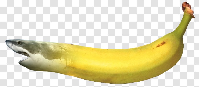 Banana Shark - Fruit - Tree Transparent PNG