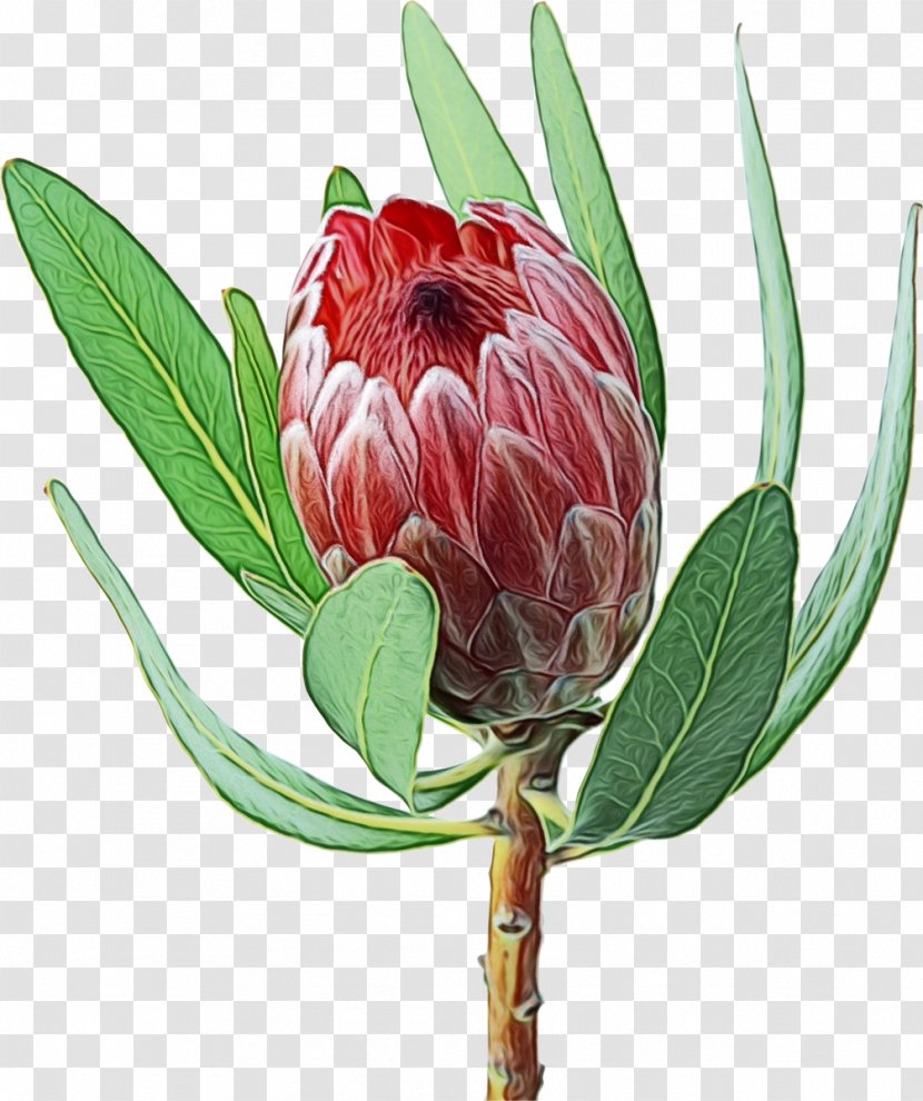 Watercolor Flower Background - Protea Neriifolia - Plant Stem Bud Transparent PNG