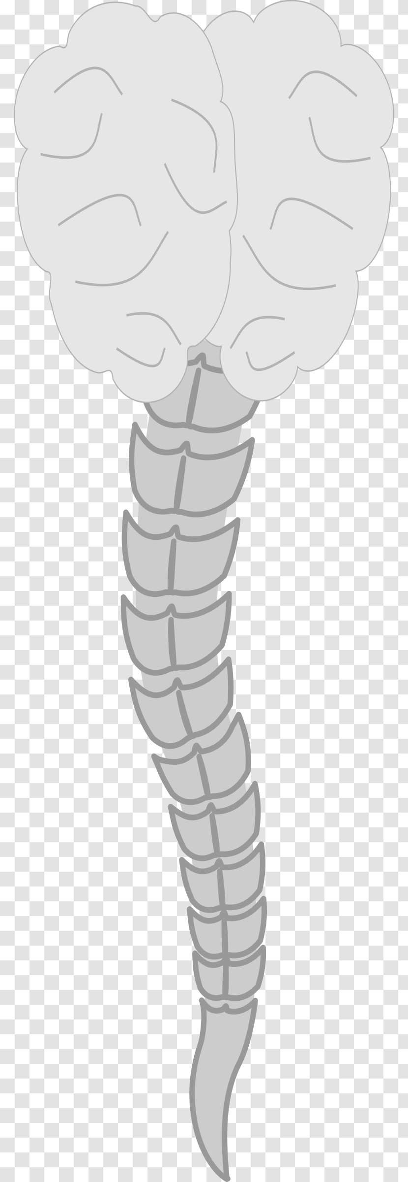 Thumb Vertebral Column - Heart - Clipart Transparent PNG