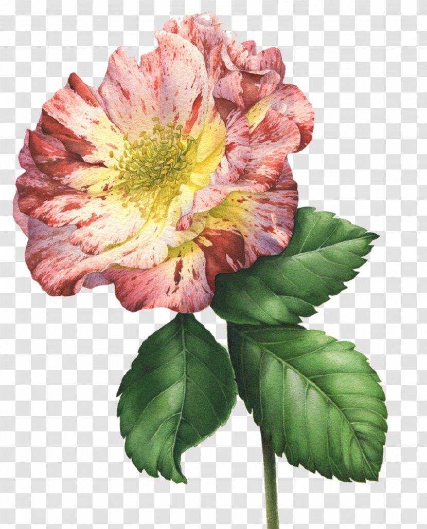 Centifolia Roses Rosa Multiflora Cut Flowers - Flower - CompositionPeony Transparent PNG