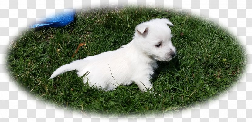 West Highland White Terrier Shepherd Rare Breed (dog) Puppy Companion Dog - Carnivoran Transparent PNG
