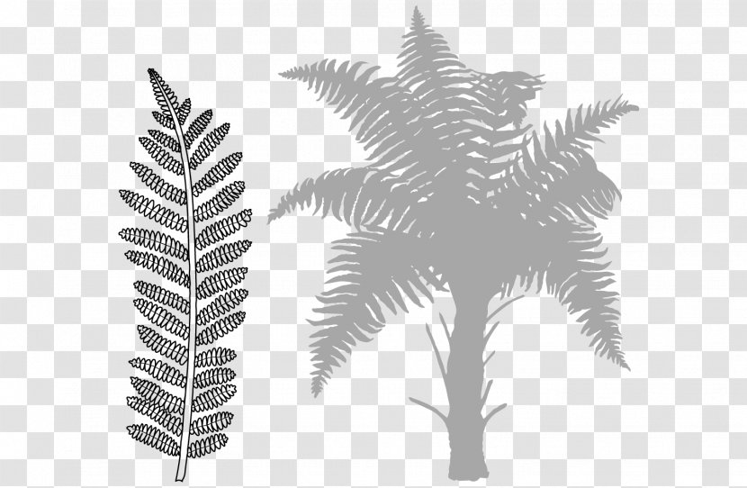 Black & White - Leaf - M LeafTree Fern Maidenhair Transparent PNG