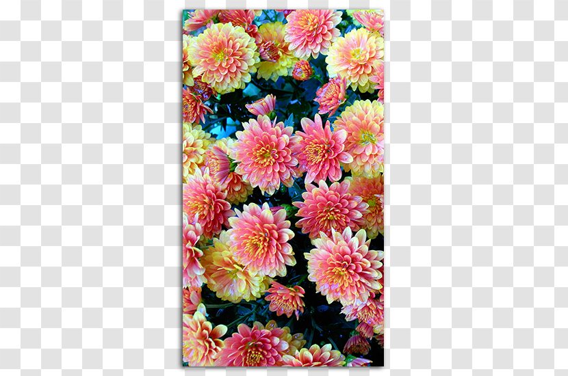 Desktop Wallpaper Flower High-definition Television Floral Design IPhone - Cut Flowers - Insignia Transparent PNG