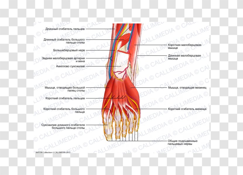 Thumb Nerve Muscle Blood Vessel Foot - Frame - Arm Transparent PNG