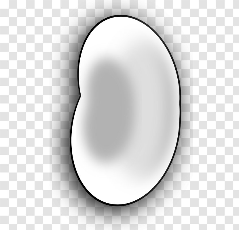Common Bean Navy Clip Art - Drawing Transparent PNG