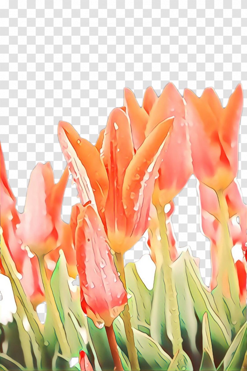 Flowers Background - Closeup - Hippeastrum Lily Family Transparent PNG
