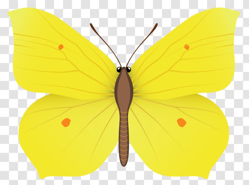 Nymphalidae Pieridae Moth Butterfly Wing - Petal - Yellow Clipart Image Transparent PNG
