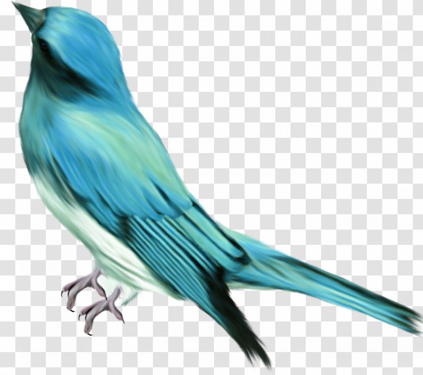 Bird Polyvore Clip Art - Fauna - Blue Transparent PNG