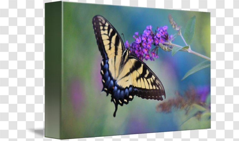 Monarch Butterfly Gallery Wrap Brush-footed Butterflies Eastern Tiger Swallowtail - Brush Footed Transparent PNG