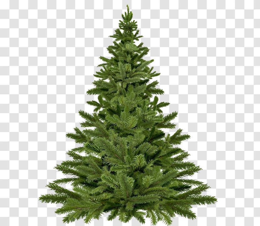 Recycling Christmas Tree Waste Management Compost - Cypress Family - A Transparent PNG