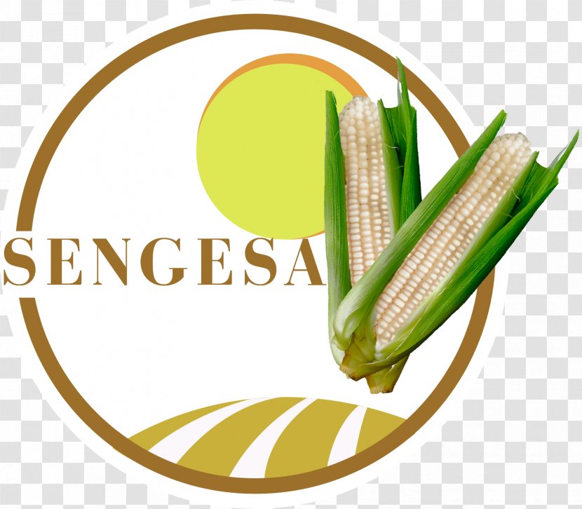 Sengesa Corn On The Cob Seed Food - Vegetable - Maiz Guatemala Transparent PNG