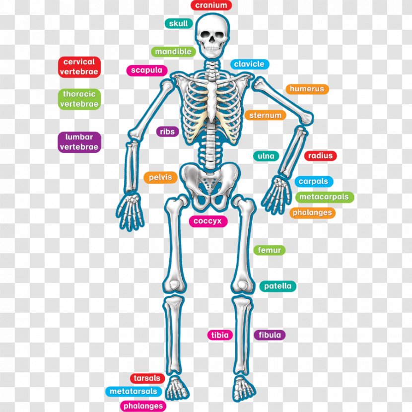 Human Skeleton Body Bone Joint - Silhouette Transparent PNG